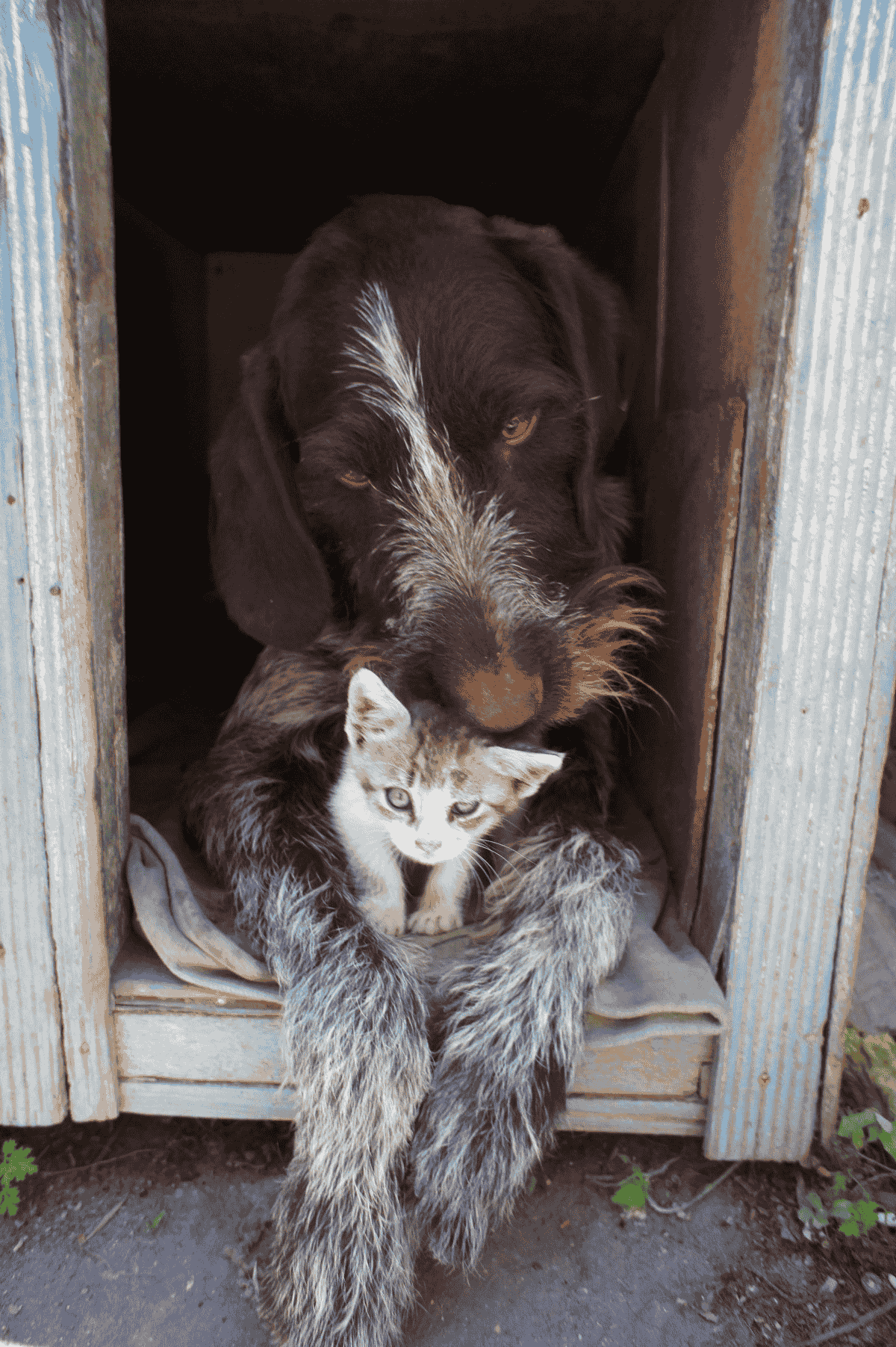 Best Food For Your Pets 2
