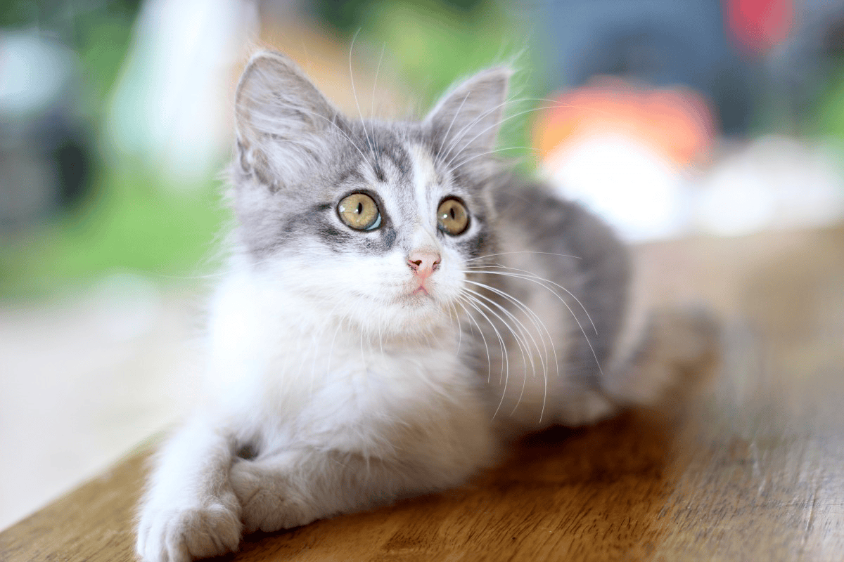 Best Food For Your Pets 3