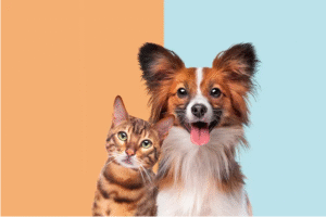 A Bengal cat and a Papillon dog posing together against a split background of orange and light blue.