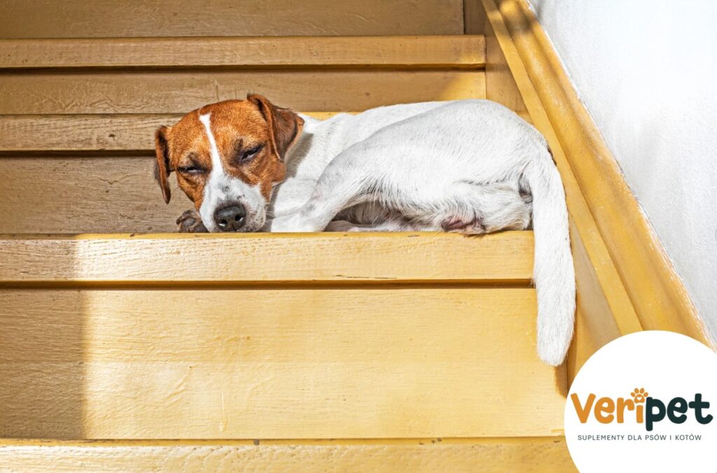 sztywność stawów u psów i kotów
