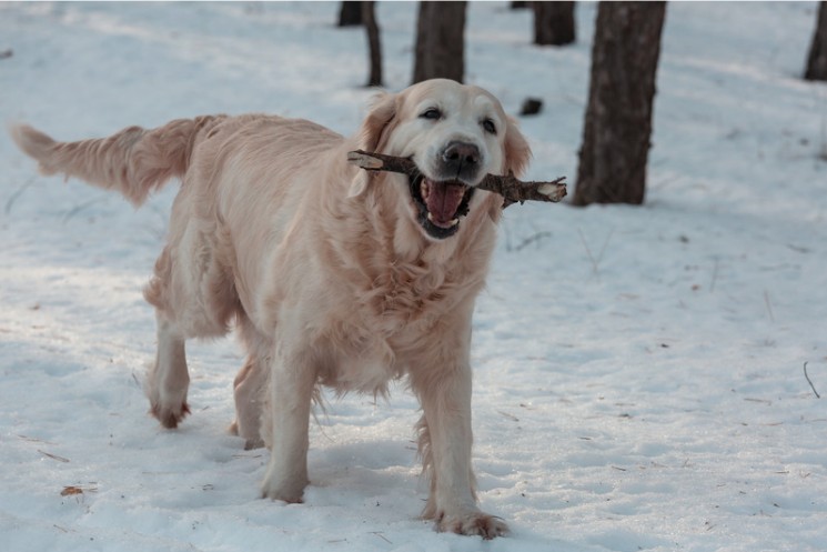 flex na kości i stawy dla psa i kota